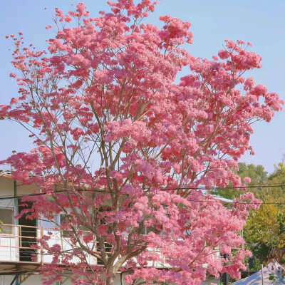 背景图丨想去有风的地方
