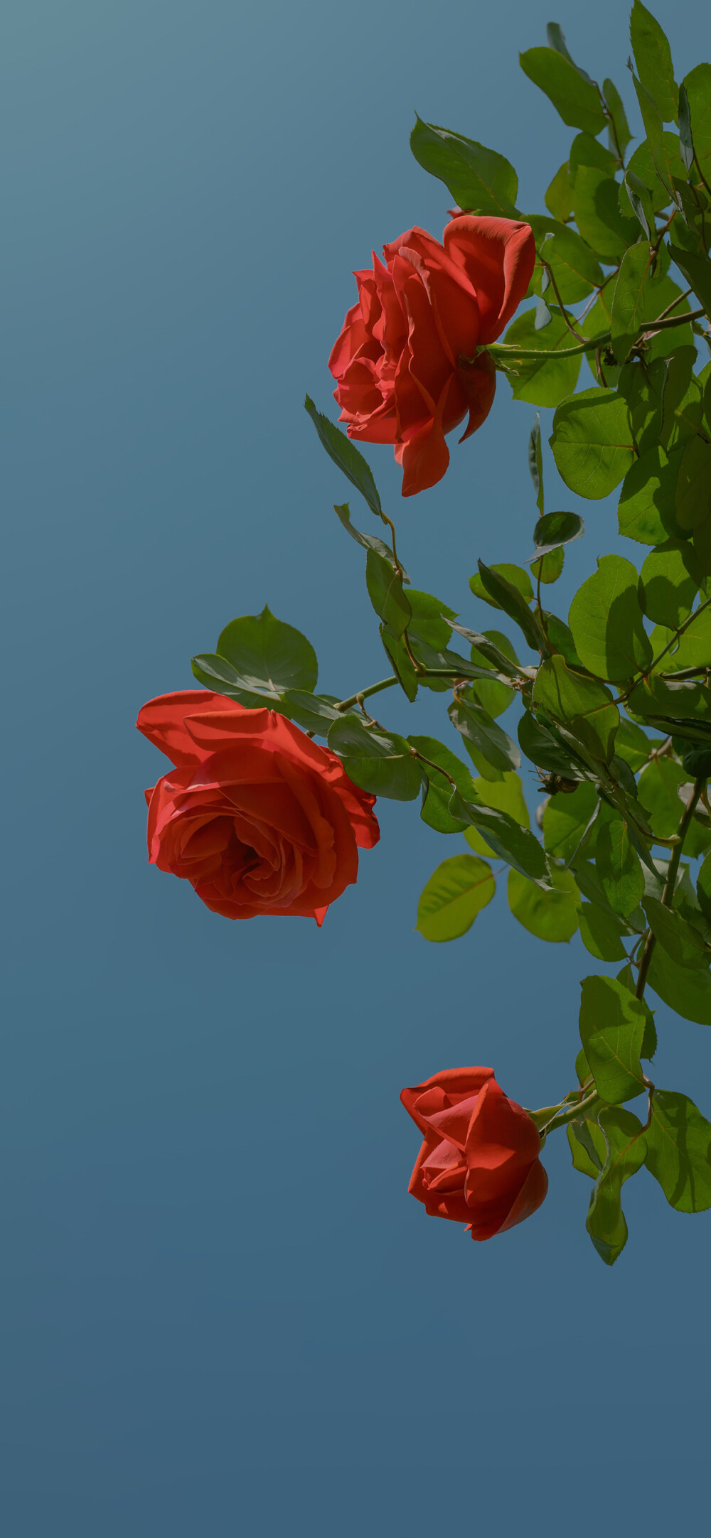 如花美眷，似水流年