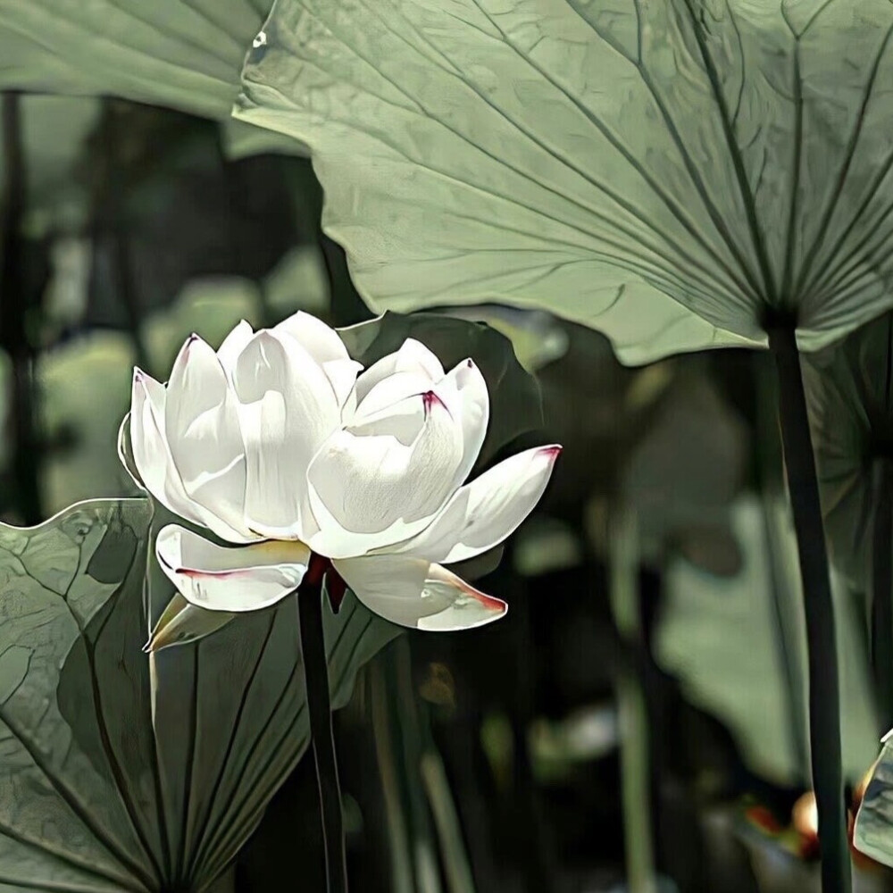 背景｜文案
祝我们好在春夏秋冬