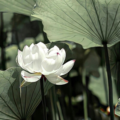 背景｜文案
祝我们好在春夏秋冬