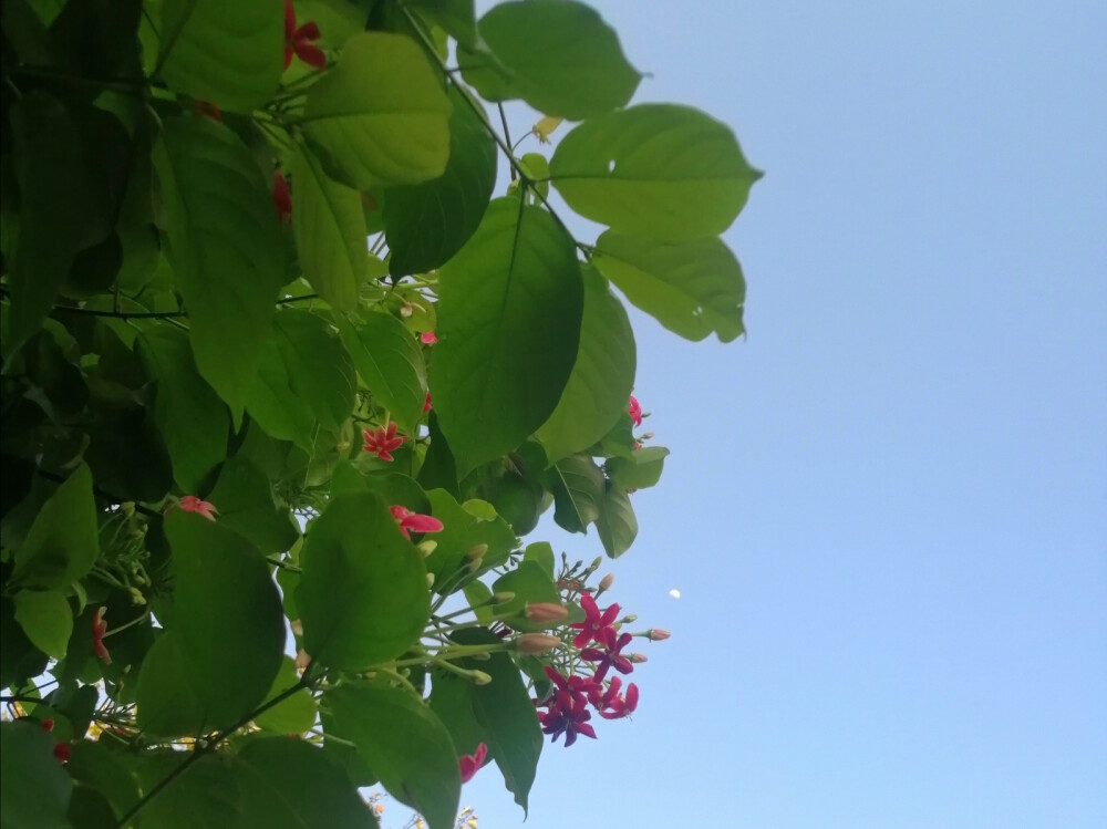 绿蔓芊芊使君子