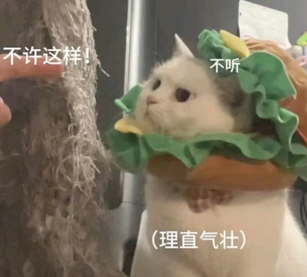 小猫咪 表情包