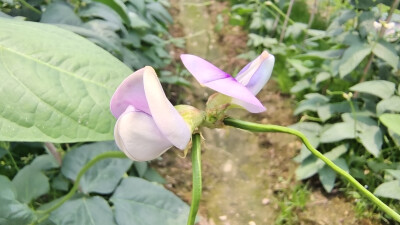 乡村里的菜地长出美丽的豇豆花，色泽鲜艳，宛如一只只正在跳舞的小蝴蝶！