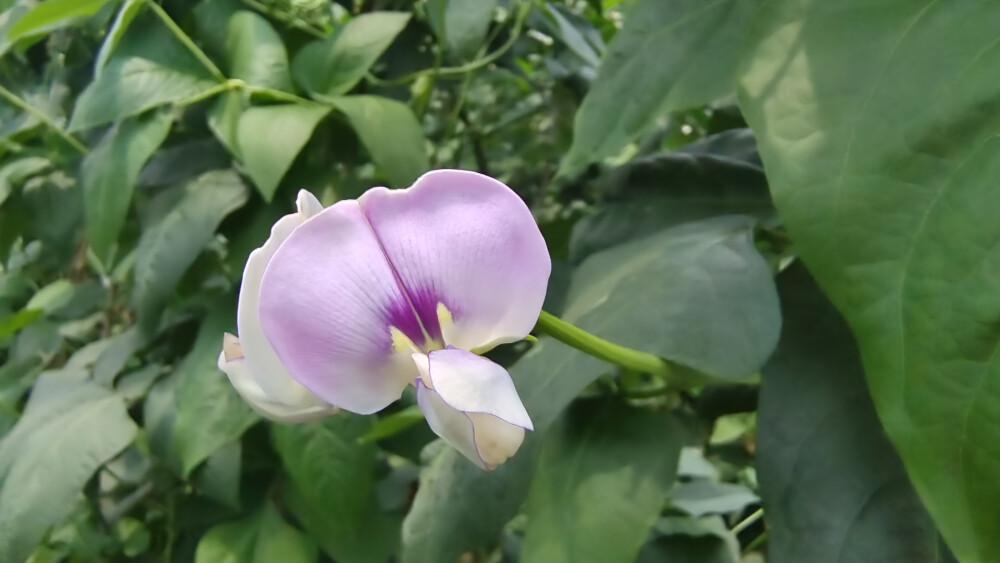 乡村里的菜地长出美丽的豇豆花，色泽鲜艳，宛如一只只正在跳舞的小蝴蝶！