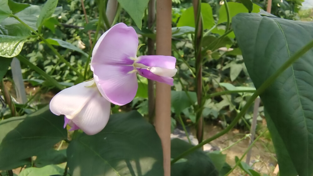 乡村里的菜地长出美丽的豇豆花，色泽鲜艳，宛如一只只正在跳舞的小蝴蝶！