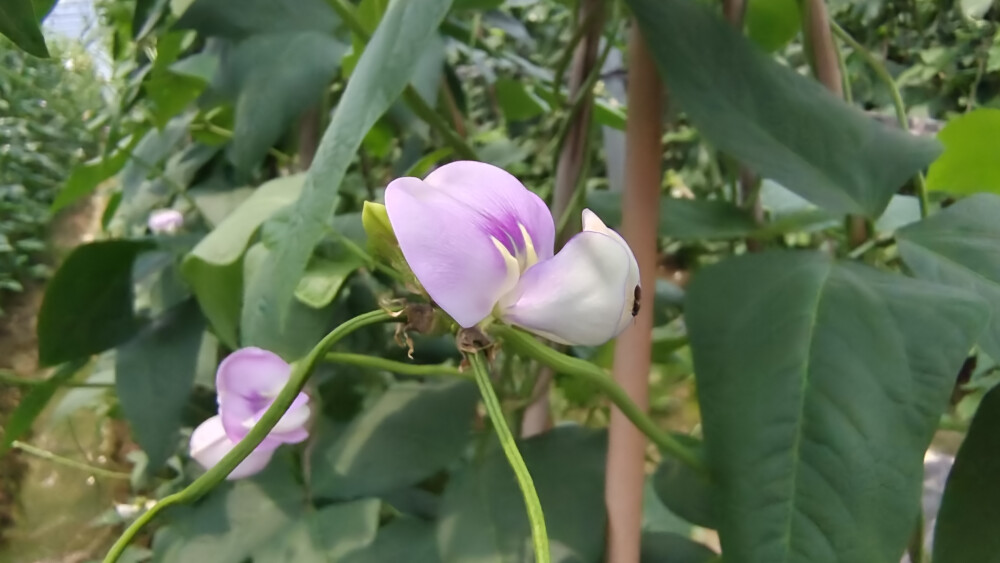 乡村里的菜地长出美丽的豇豆花，色泽鲜艳，宛如一只只正在跳舞的小蝴蝶！