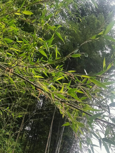 照片可拿，我发的都可以拿走