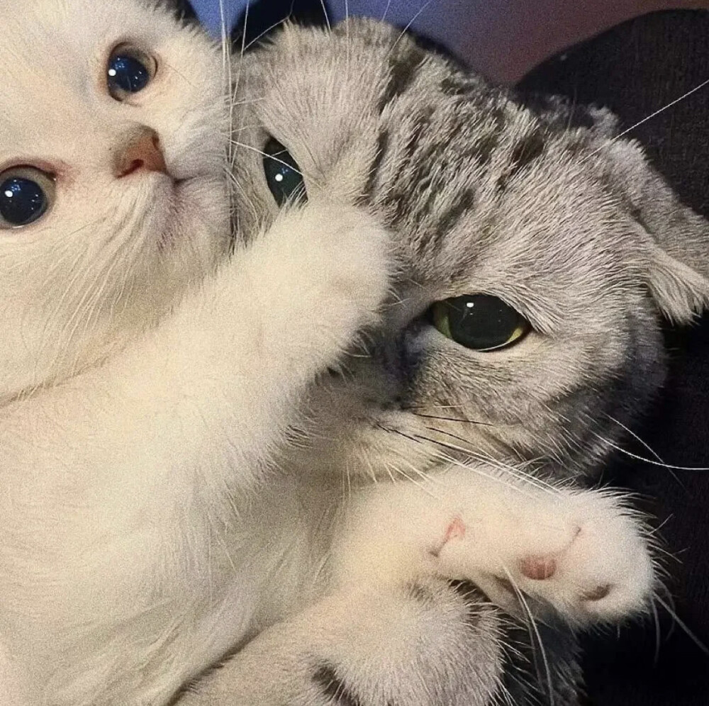 猫咪头像 情侣头像