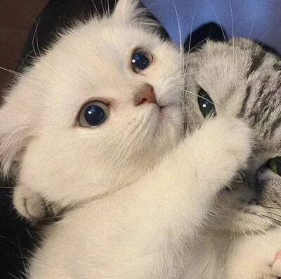 猫咪头像 情侣头像