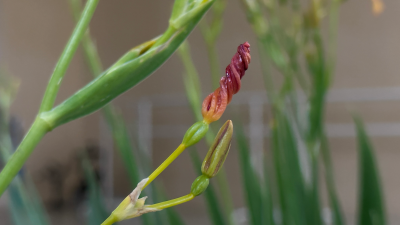 居家好物 鲜花