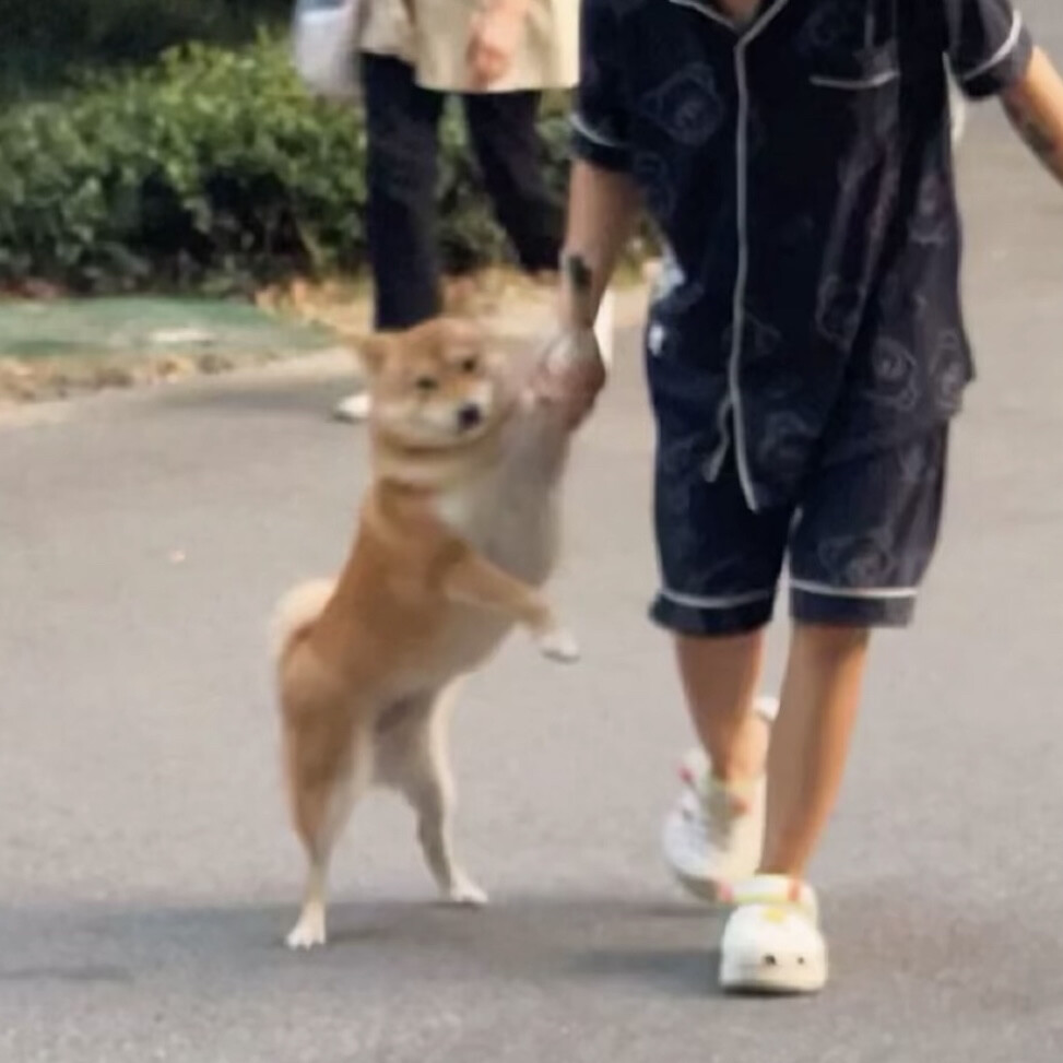 柴犬