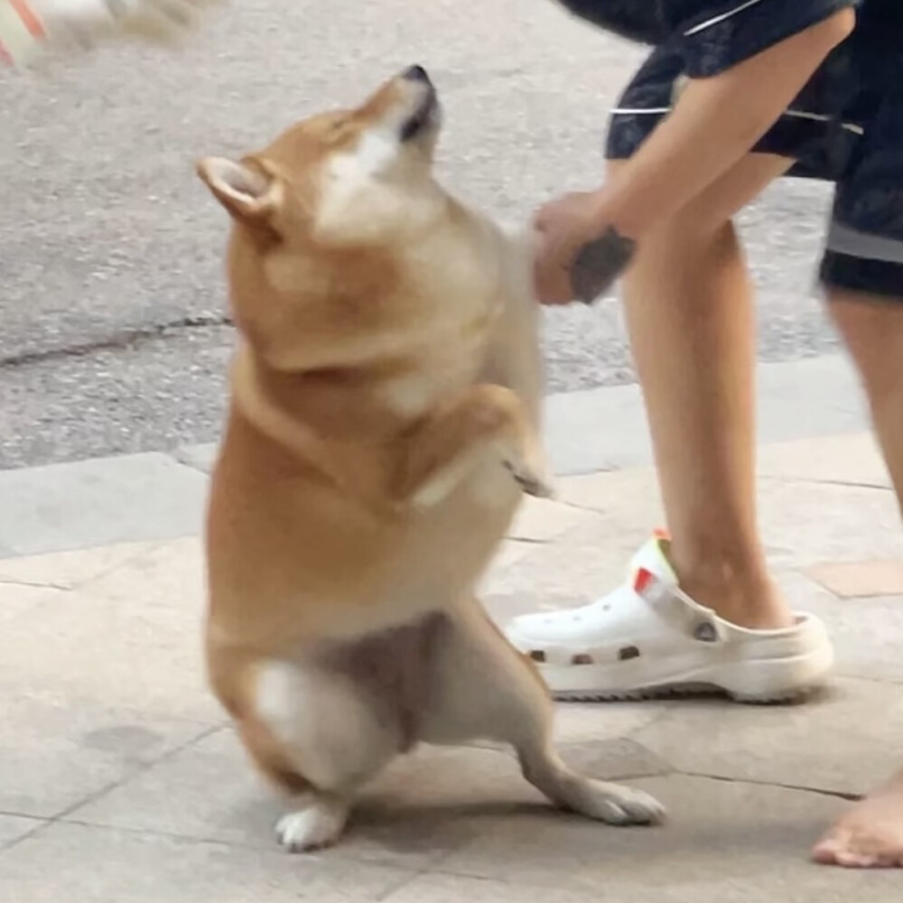 柴犬