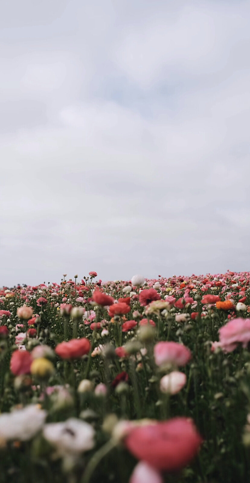 杂图｜花｜唯美｜浪漫