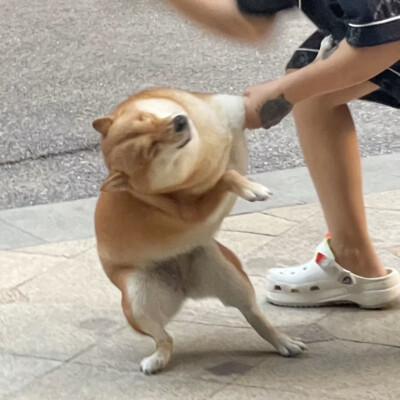 柴犬