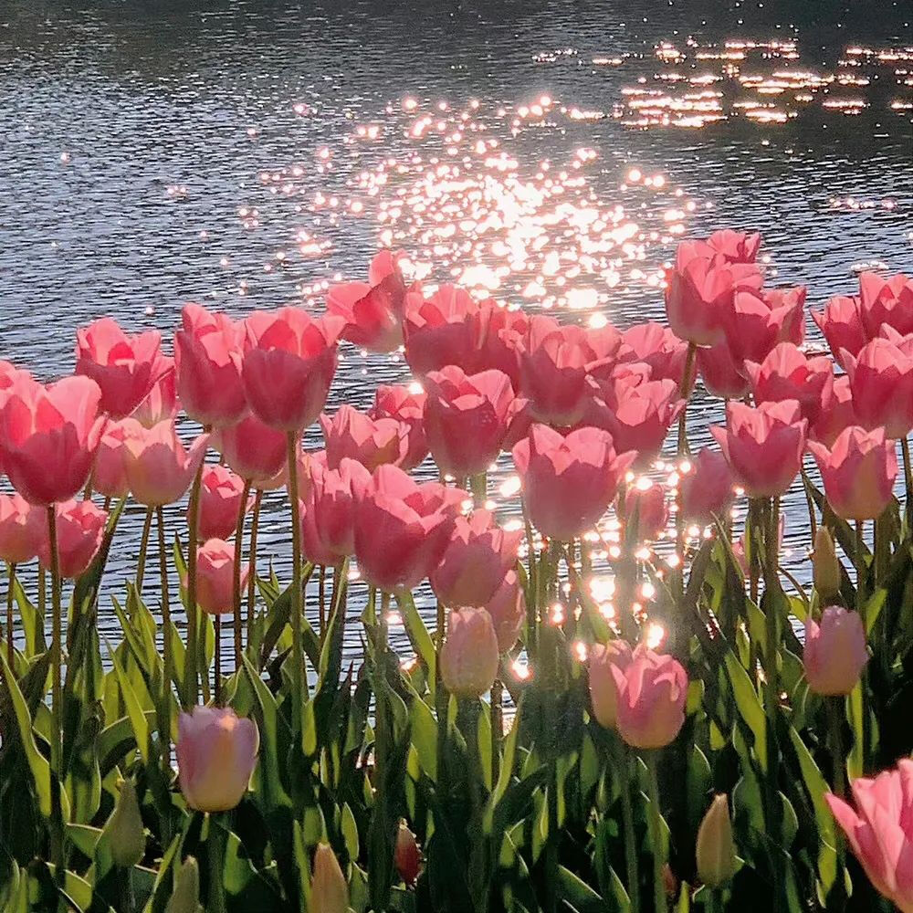 花花背景图