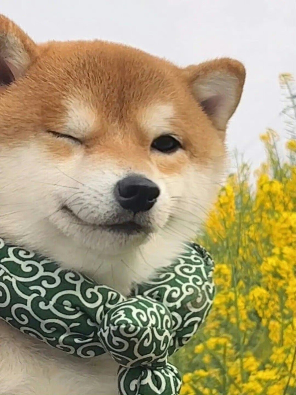 萌宠表情包