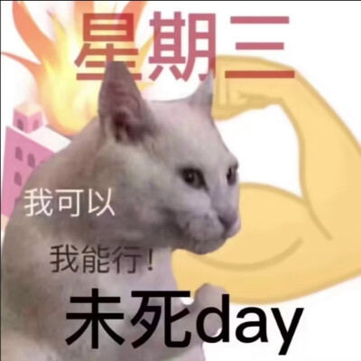 猫猫表情包 头像