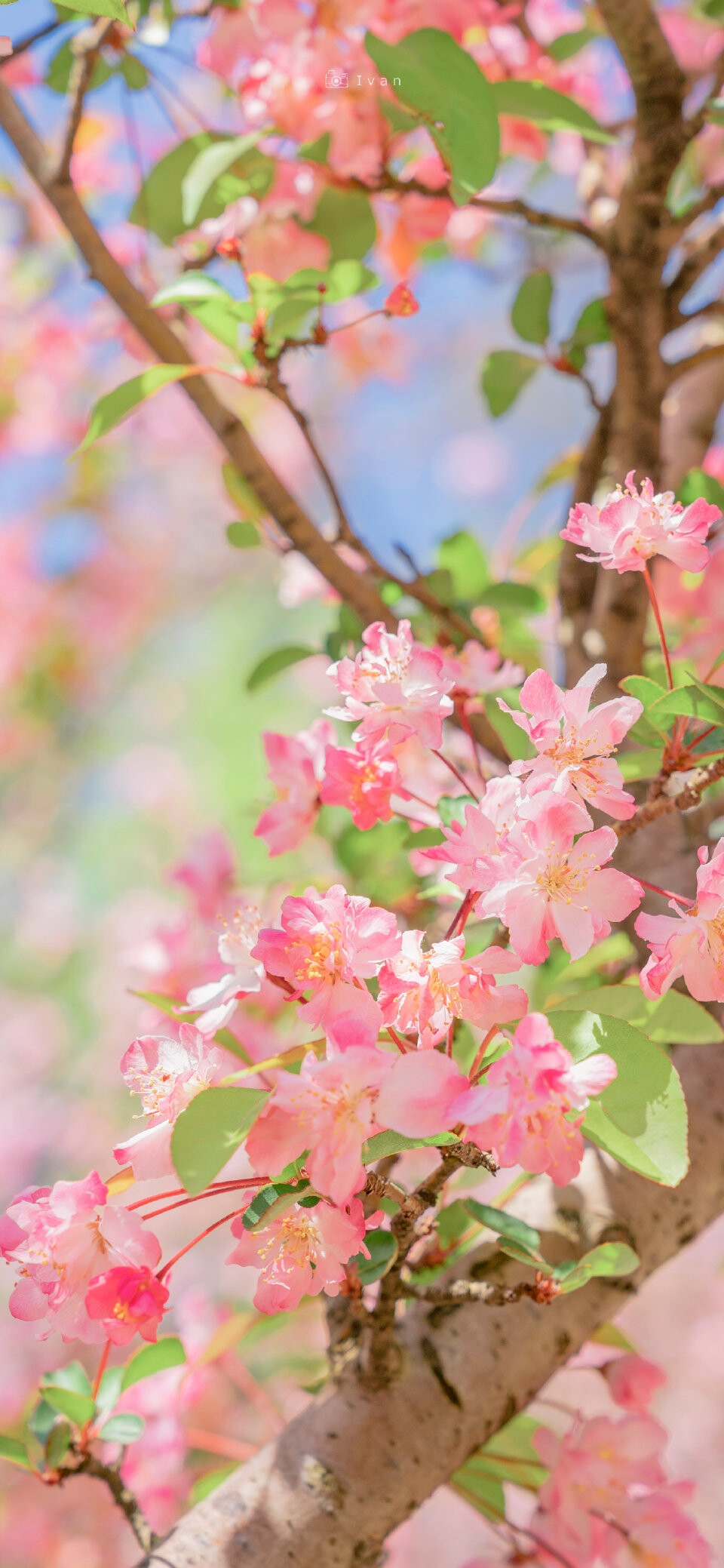 花朵壁纸