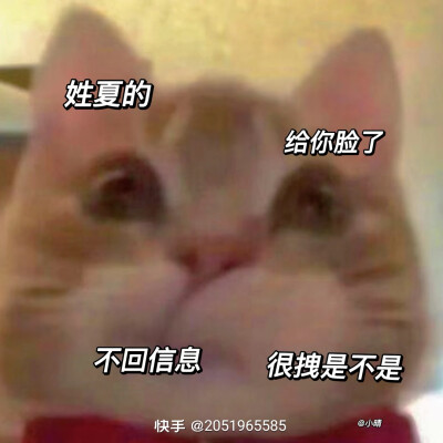 小猫壁纸