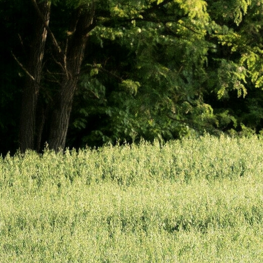 ... La montagne青野生''**ココナッツ...