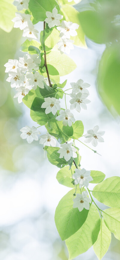 花朵壁纸