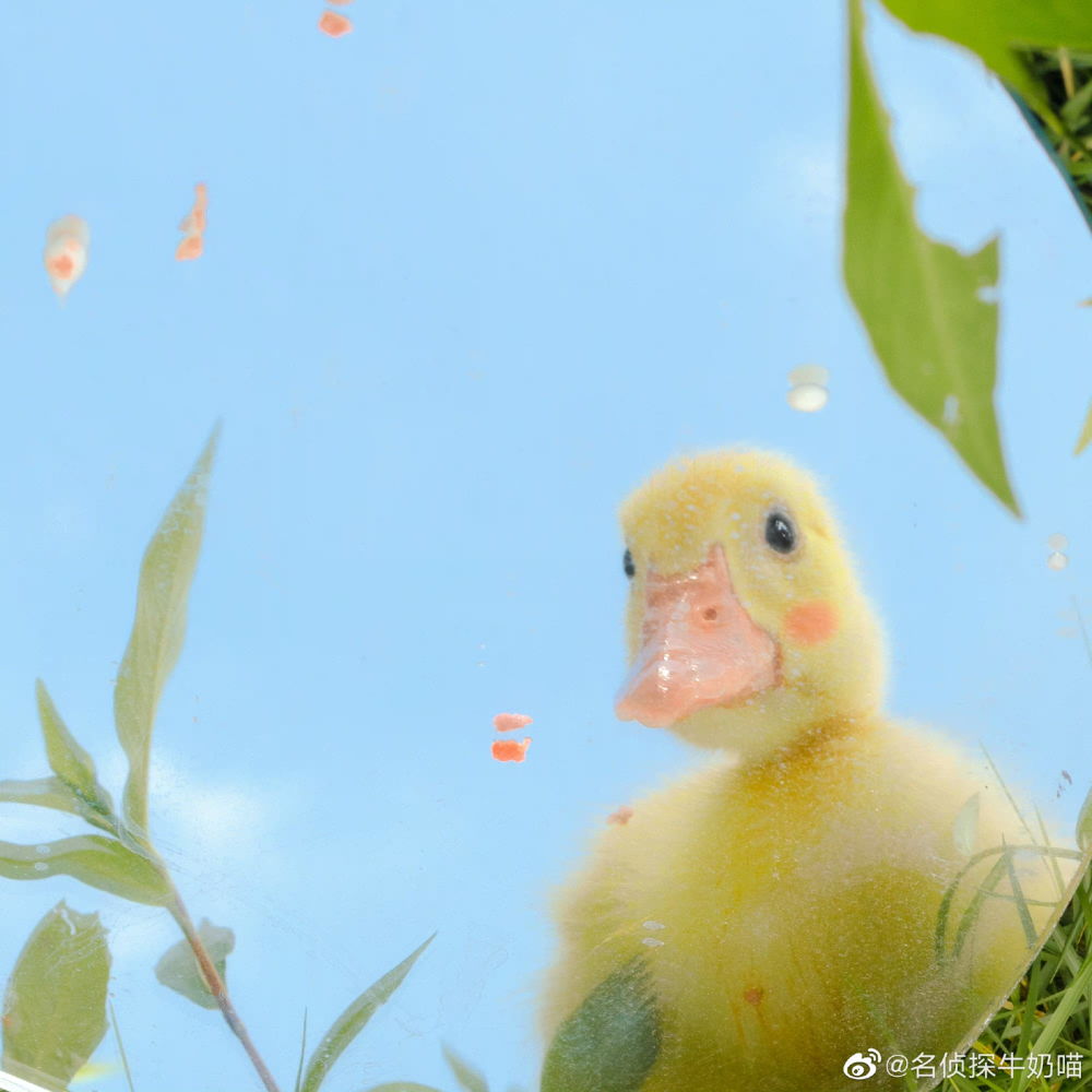 名侦探牛奶喵