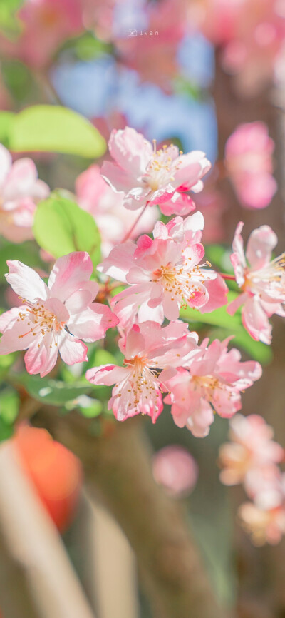 花朵壁纸