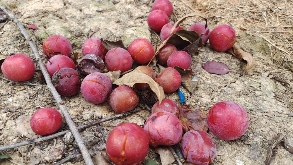 吉安随拍：落地的紫叶李果实