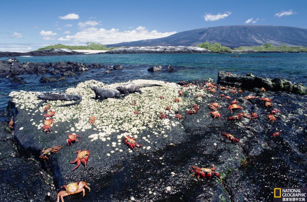 海鬣蜥和红石蟹
