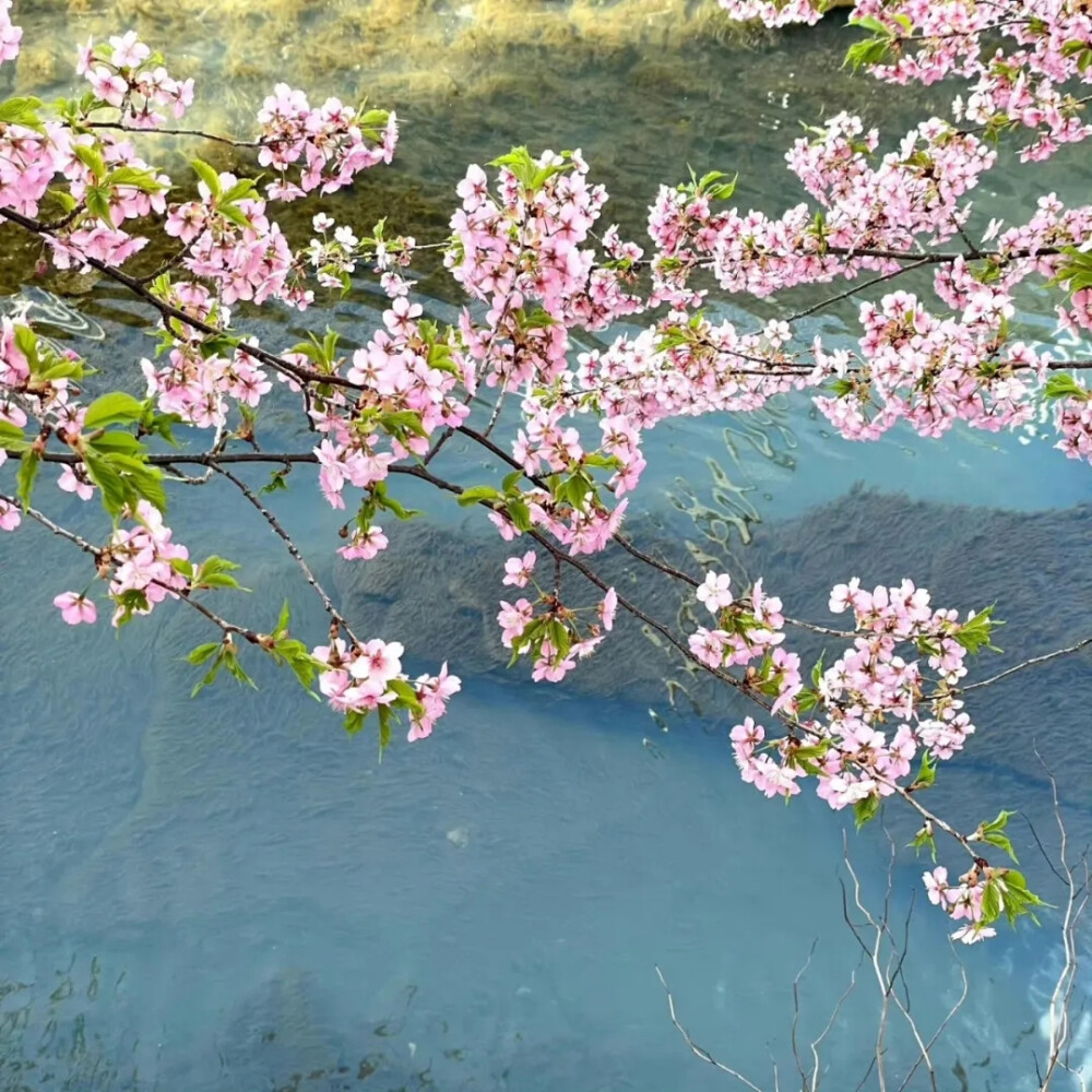 花与海