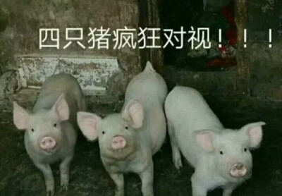 表情包