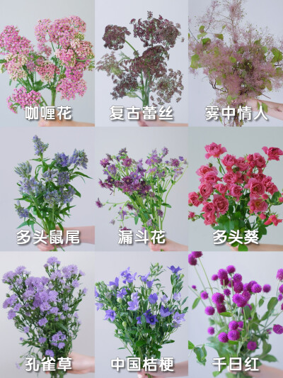 美丽的绿植花卉图鉴