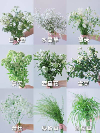 美丽的绿植花卉图鉴