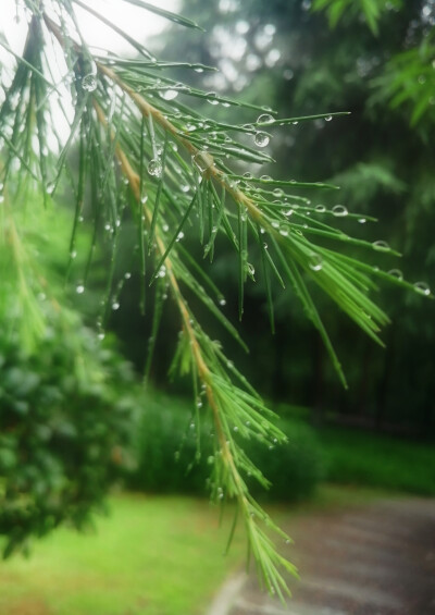 雨蒙蒙