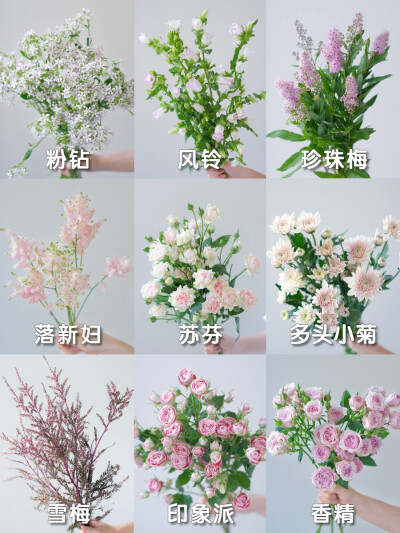 美丽的绿植花卉图鉴