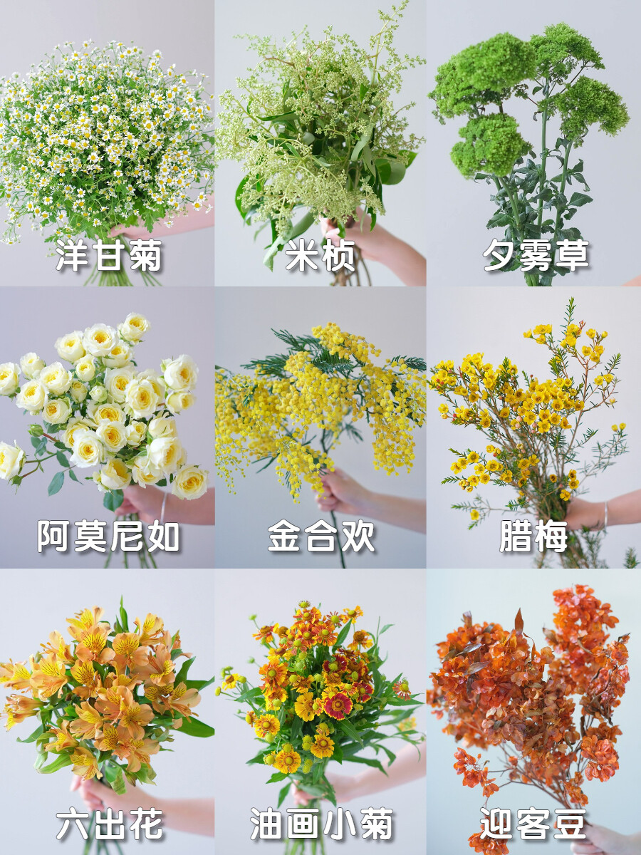 美丽的绿植花卉图鉴