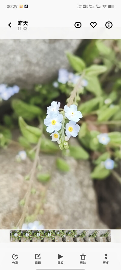 附地菜（庞泉沟森林）