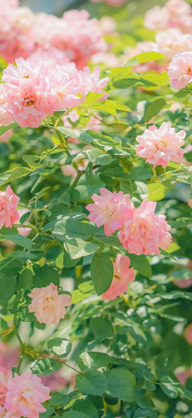 花 小清新 治愈 植物