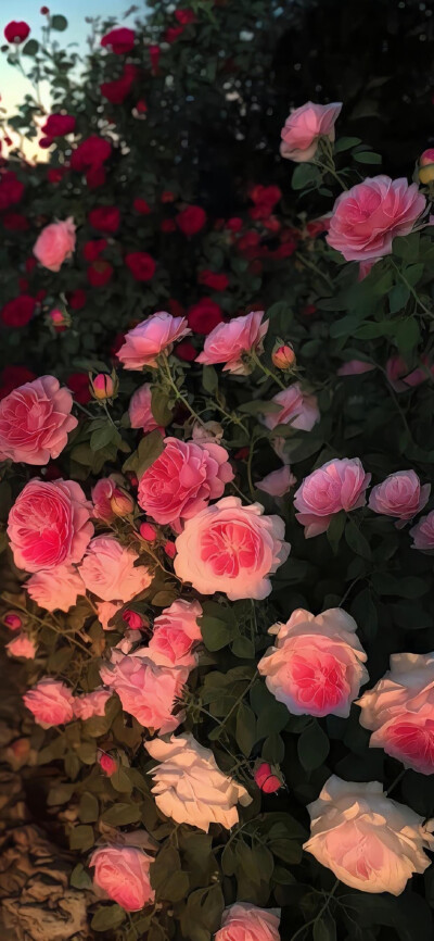 花 小清新 治愈 植物