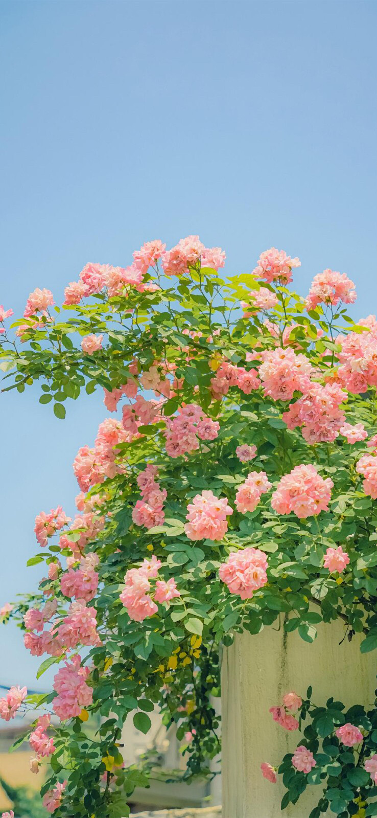 花 小清新 治愈 植物