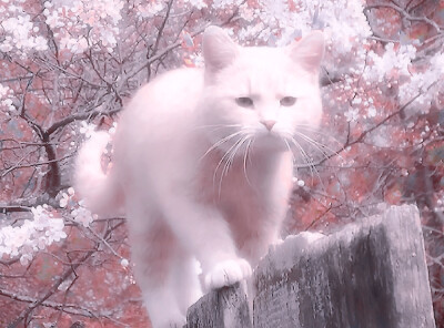 （Sakura）°さくら' Pink sweetheart*.。.:*♡