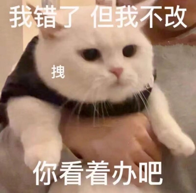 表情包