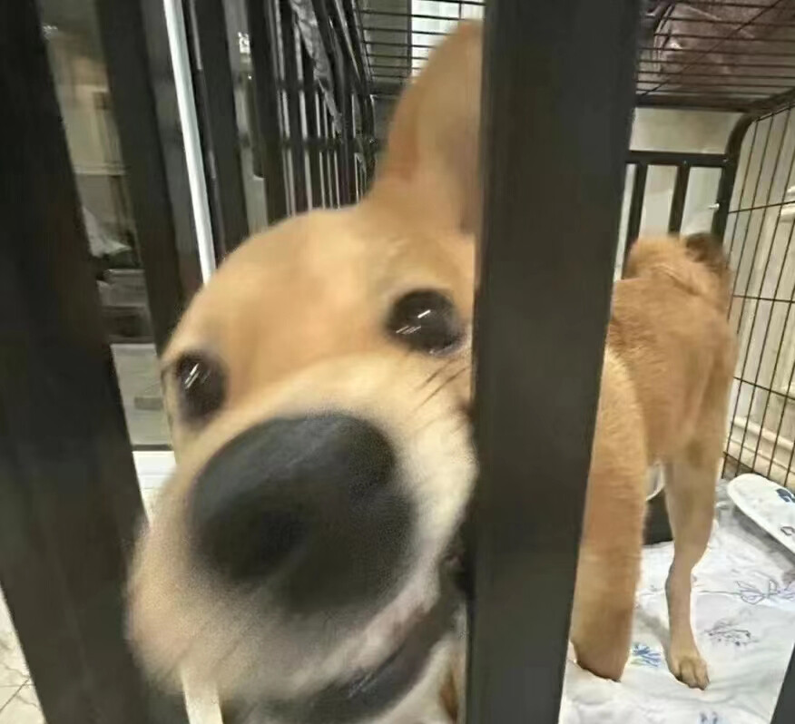 搞怪头像