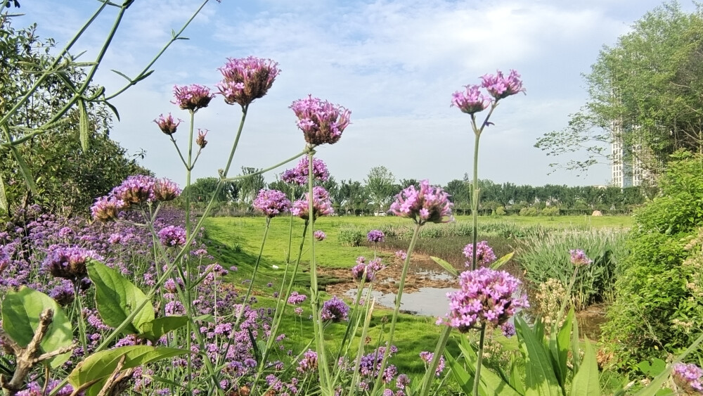 吉安随拍：花花草草之柳叶马鞭草