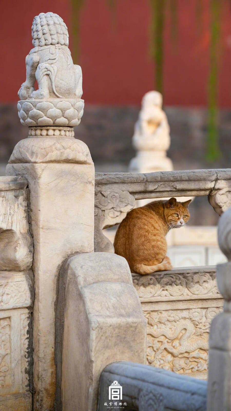 故宫与猫