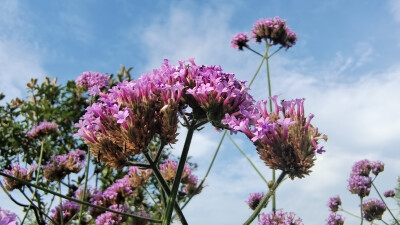 吉安随拍：花花草草之柳叶马鞭草