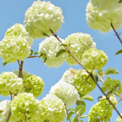 花花背景圖