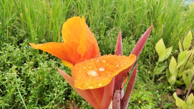 在江西吉安城南白鹭园，婀娜多姿的美人蕉尽情绽放，在一场雨水的滋润下显得更加楚楚动人！