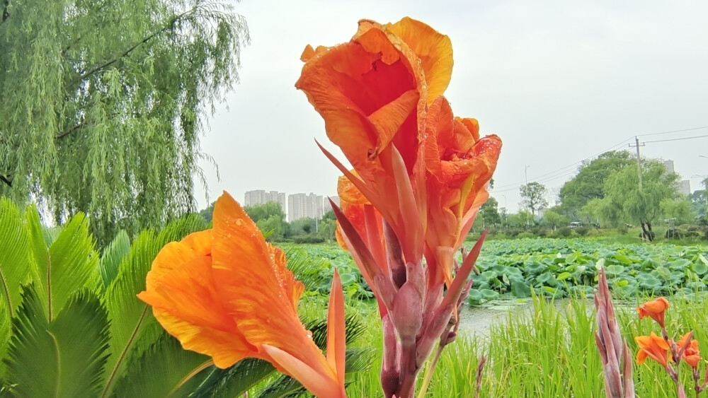 在江西吉安城南白鹭园，婀娜多姿的美人蕉尽情绽放，在一场雨水的滋润下显得更加楚楚动人！