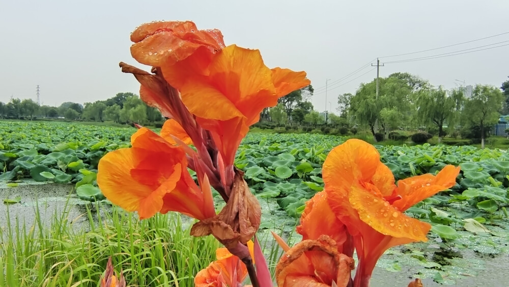 在江西吉安城南白鹭园，婀娜多姿的美人蕉尽情绽放，在一场雨水的滋润下显得更加楚楚动人！